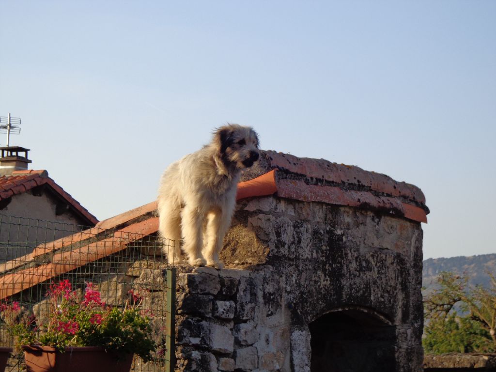 Gispet de Font d'Andiol