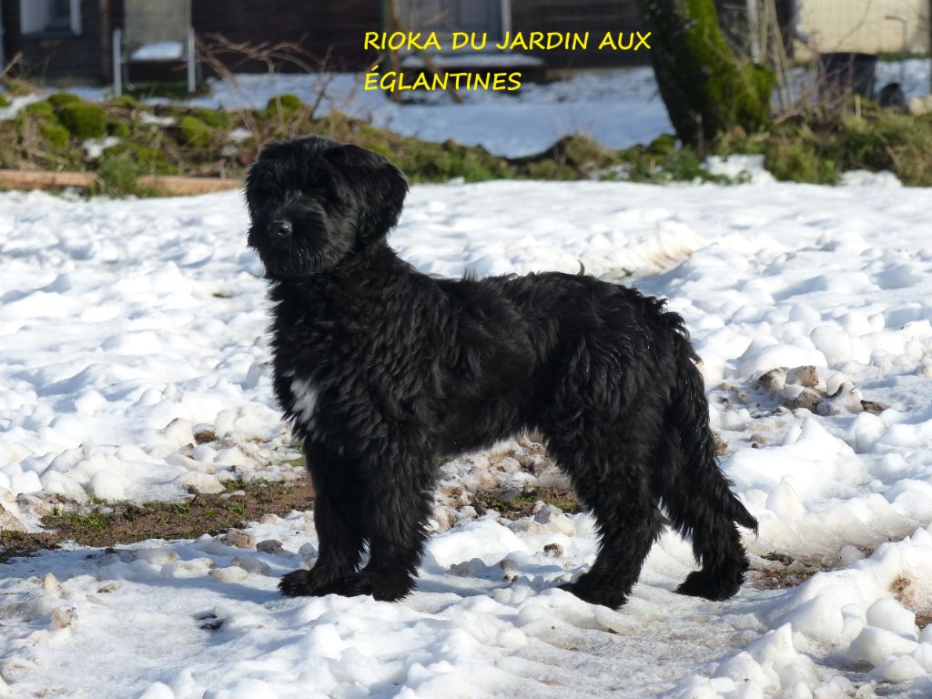 Rioka du Jardin aux Eglantines