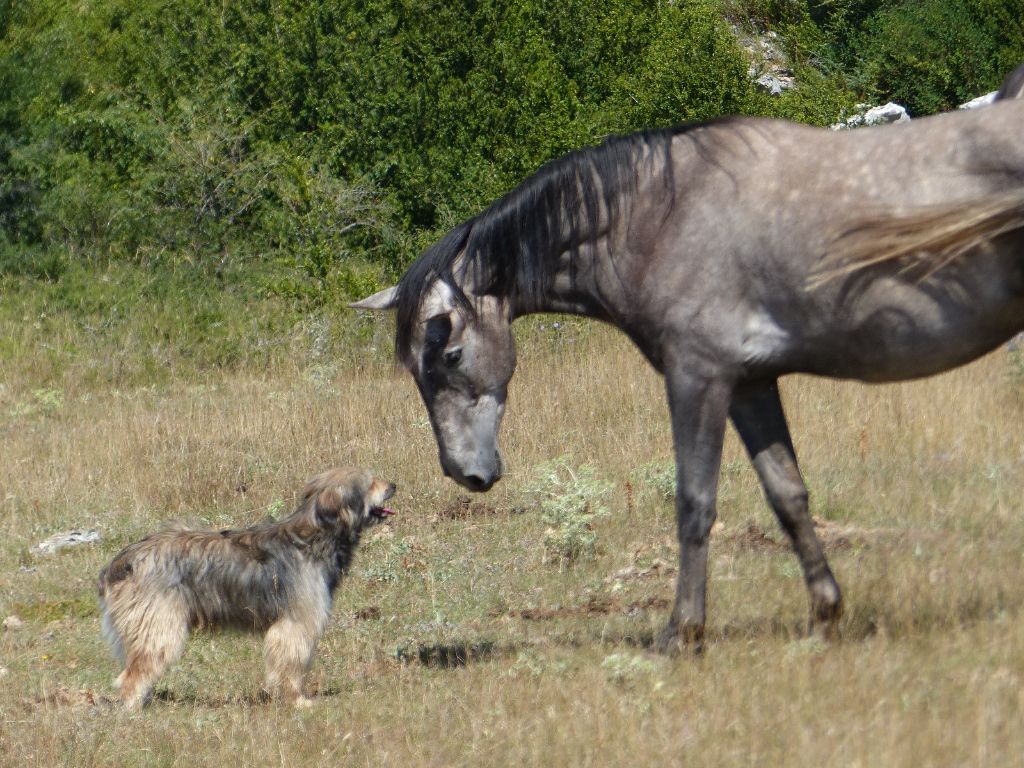 Gispet de Font d'Andiol