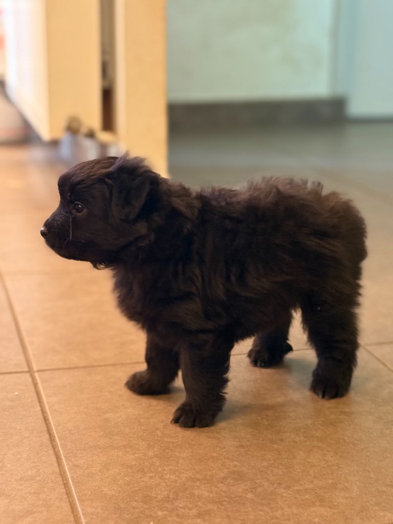 CHIOTS DISPONIBLES 
